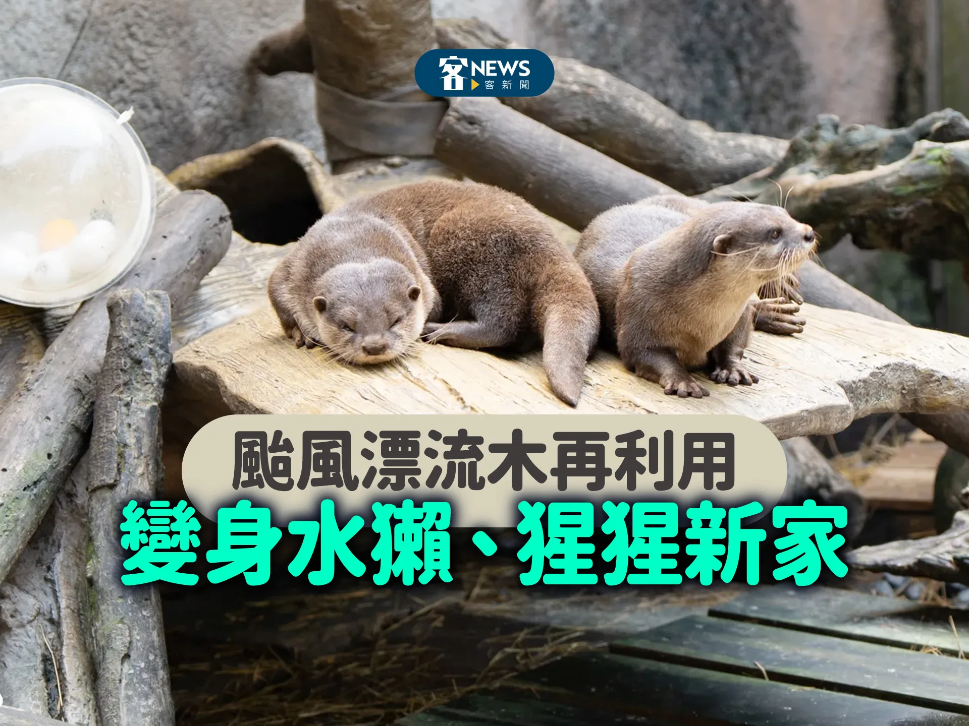 颱風漂流木再利用　變身水獺、猩猩新家