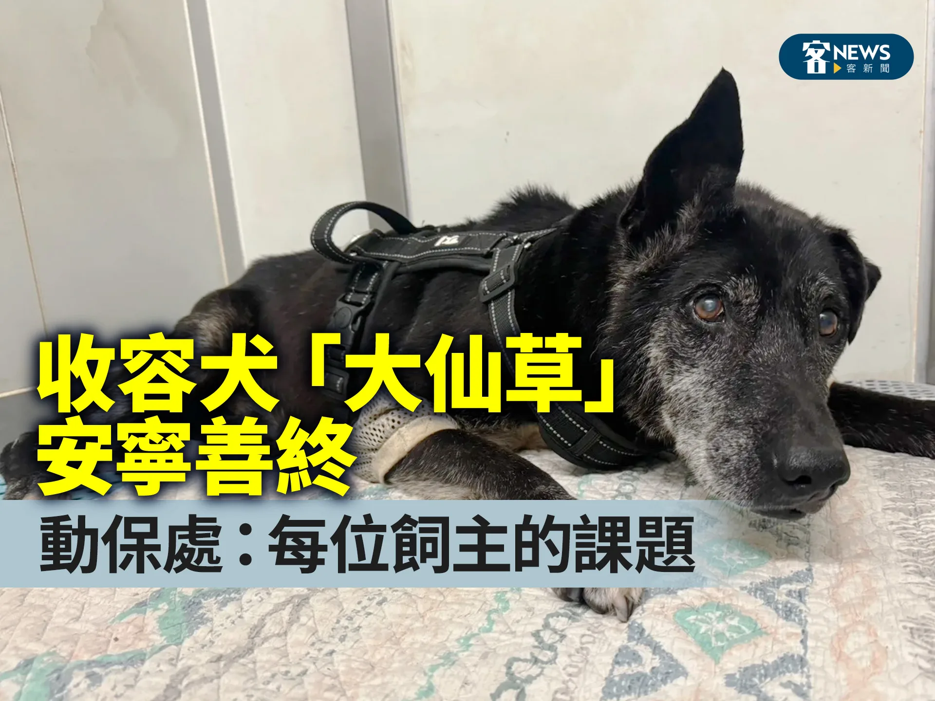 收容犬「大仙草」安寧善終　動保處：每位飼主的課題